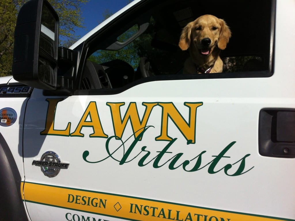 Picture of yellow lab in pickup truck with label Lawn Artists on the Door