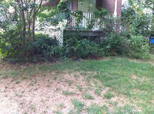 before picture with overgrown plants