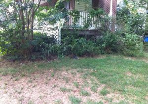 before pic of landscaping