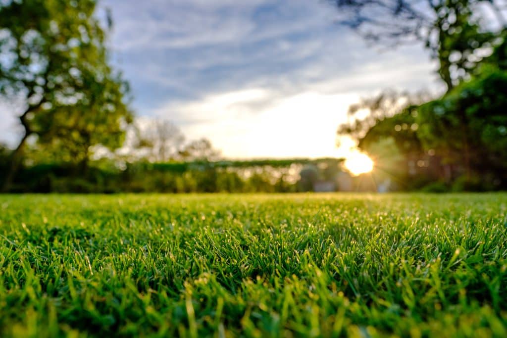 picture of lush green grass with sun setting